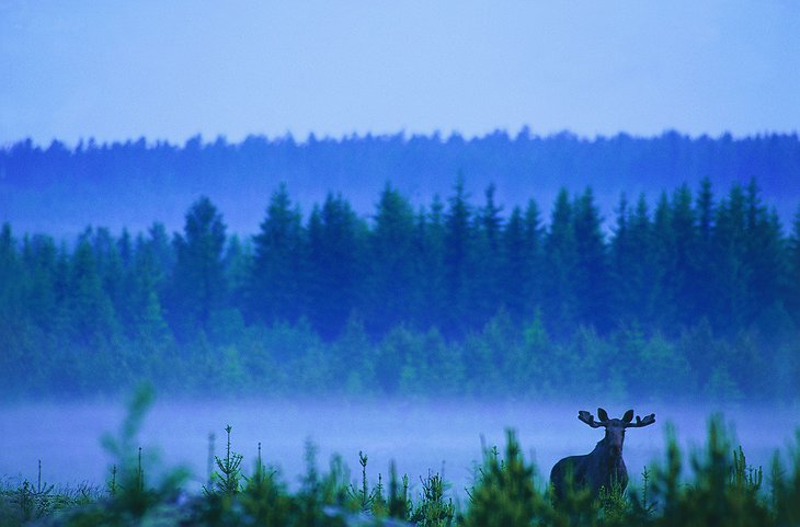 Fog and moose in the forest