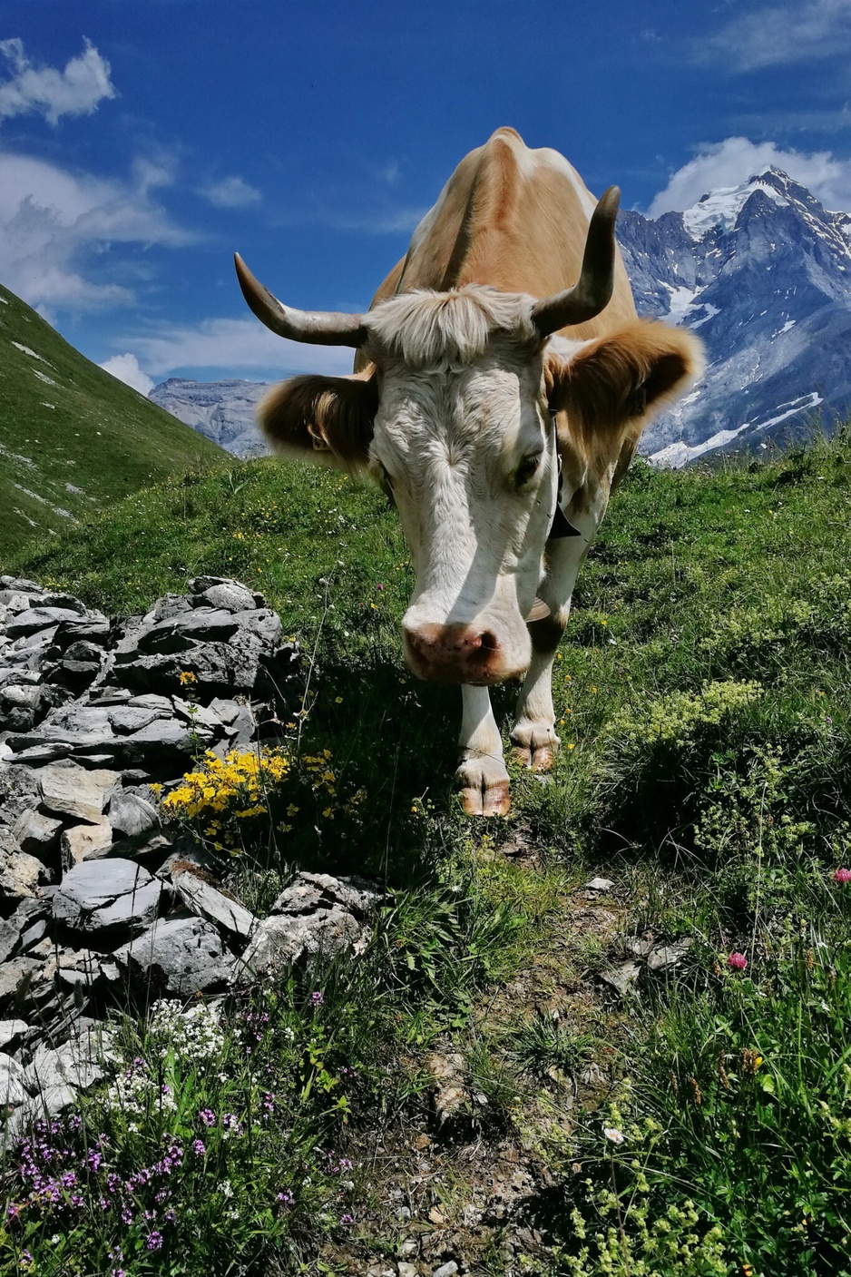 Swiss Alpine Cow