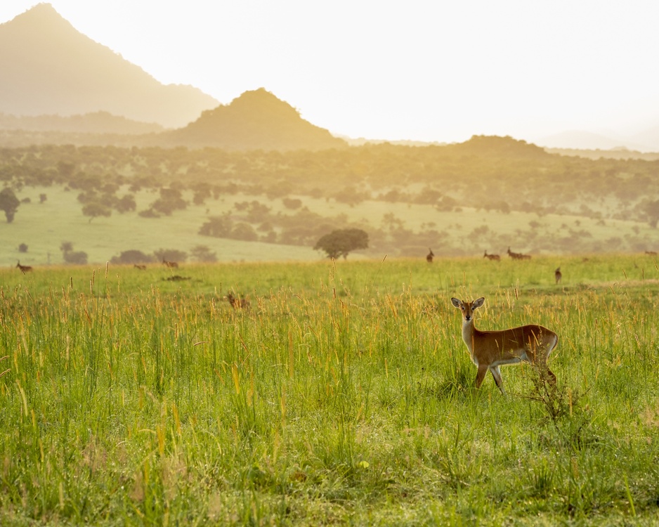 Kidepo Valley National Park Savannah Wildlife