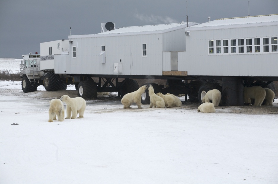 Polar Bears Around the Tundra Buggy Lodge
