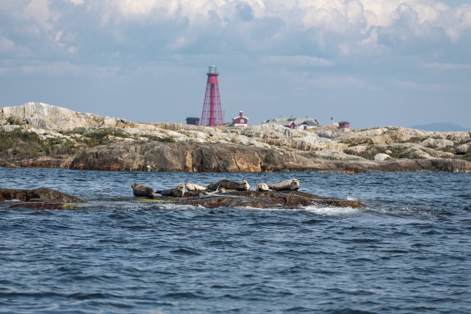 Seal Relaxing on the Rocks