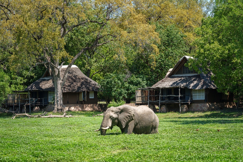 Mfuwe Lodge Chalets and an Elephant Roaming Around