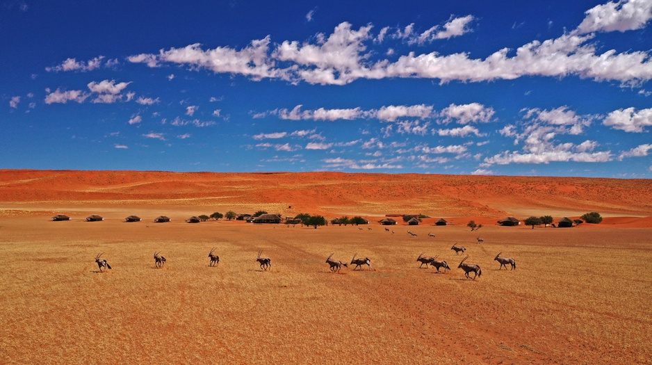 NamibRand Nature Reserve Wildlife - Antelopes Running Around