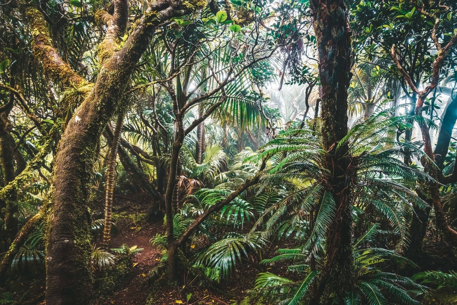 Lord Howe Island's Mount Gower Cloud Forest
