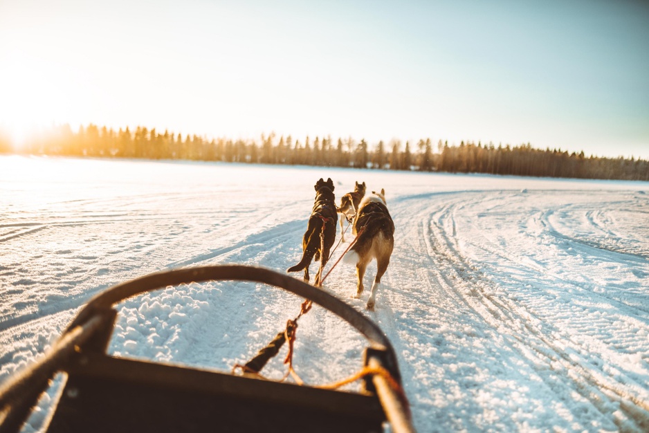 Apukka Resort Husky Adventure