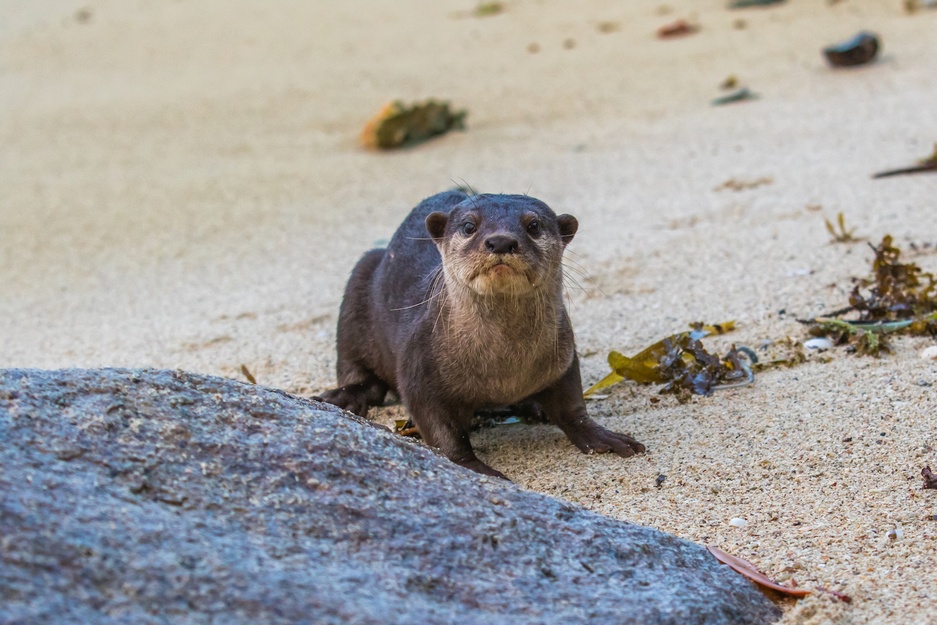 Cempedak Island Otter