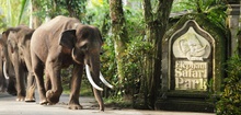 Mason Elephant Park And Lodge - Elephant Sanctuary