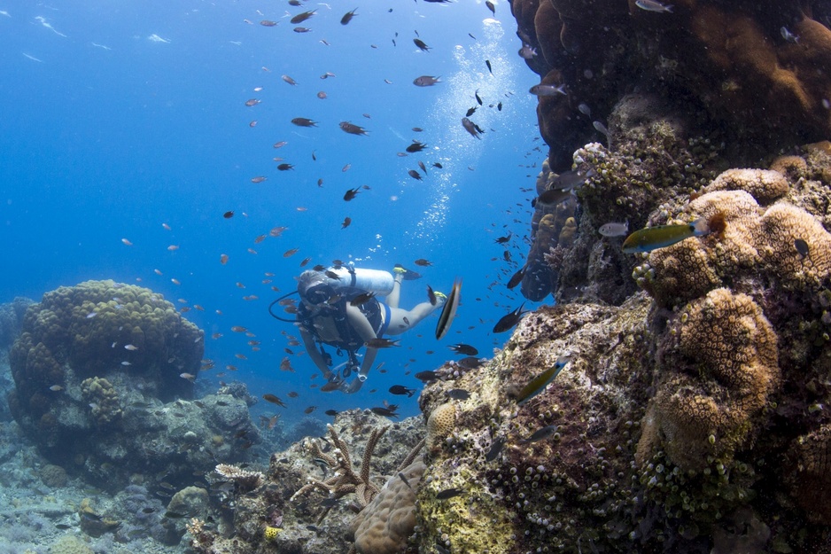Bawah Reserve - Female Divers Exploring Coral Reef