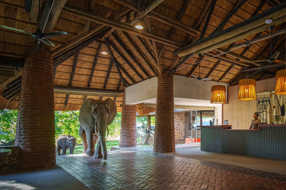 Mfuwe Lodge Elephant Walking Through the Lobby