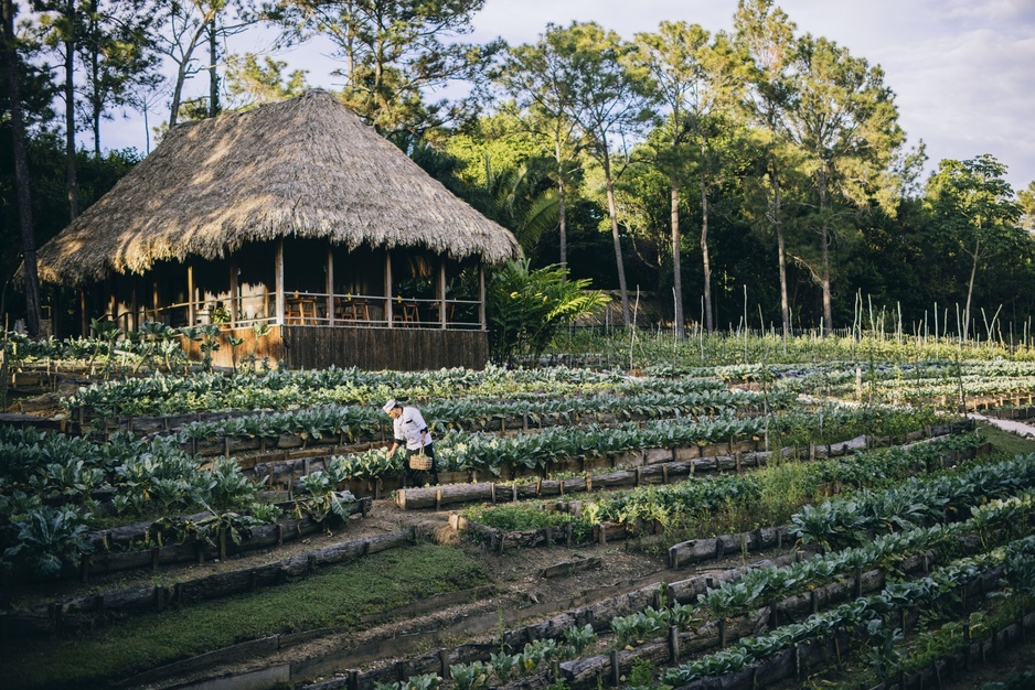 Blancaneaux Lodge - Organic Garden