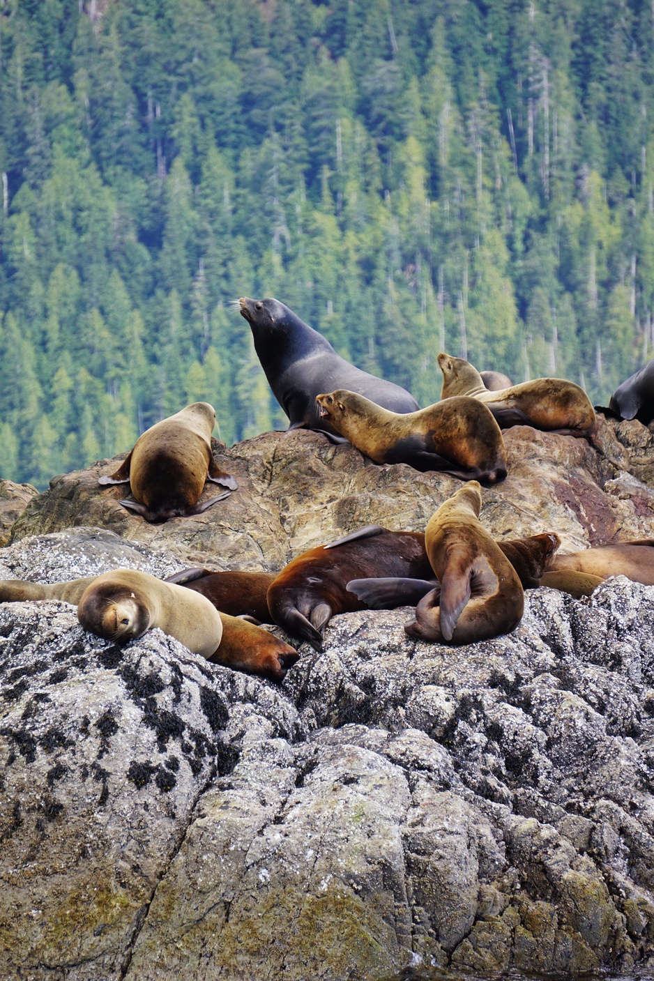 Chesterman Beach California Sea Lions