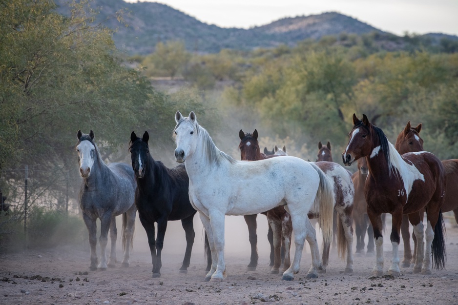 Rancho de los Caballeros Horses
