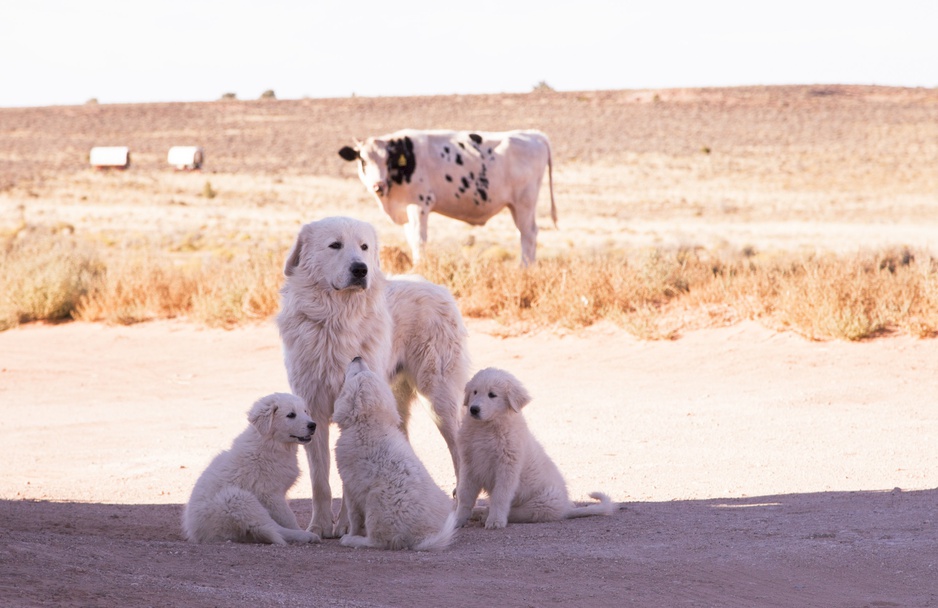 Shash Dine' EcoRetreat Dogs and Cows