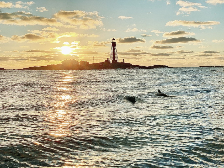 Porpoise Jumping in the North Sea by the Pater Noster Lighthouse