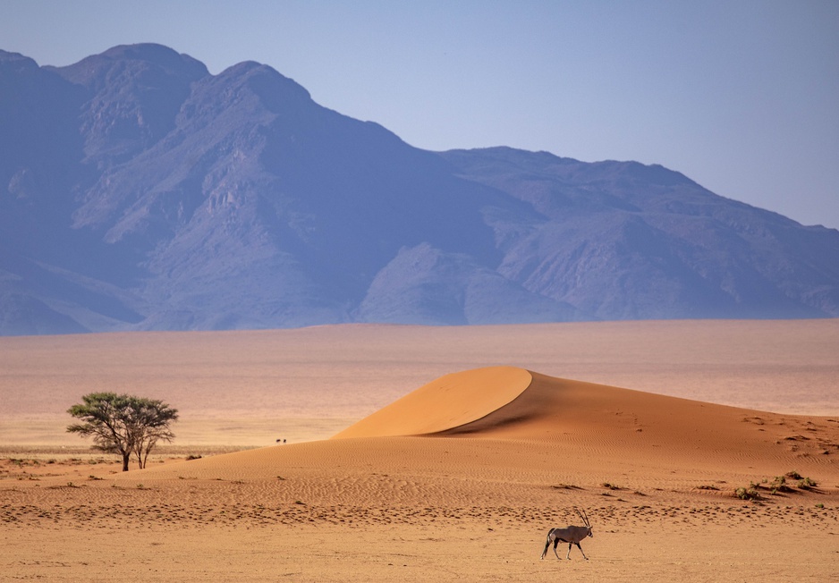 Oryx in the NamibRand