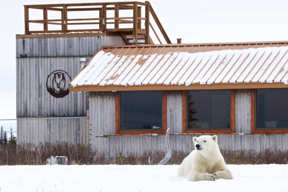 Nanuk Lodge and a Polar Bear During Winter