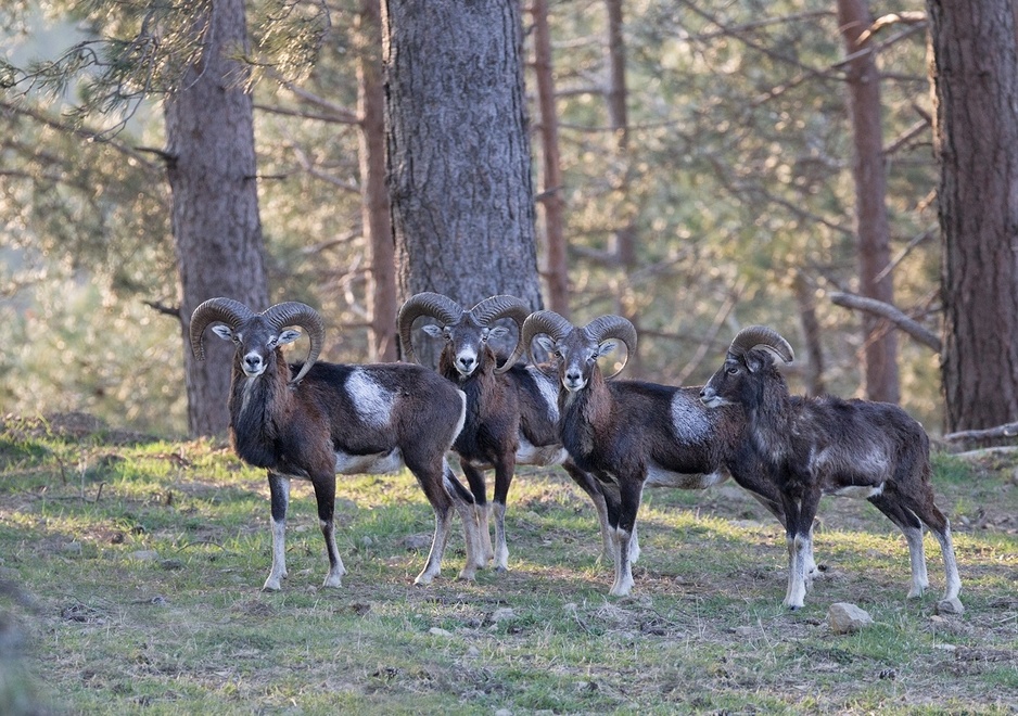 Oasyhotel Wildlife Tour