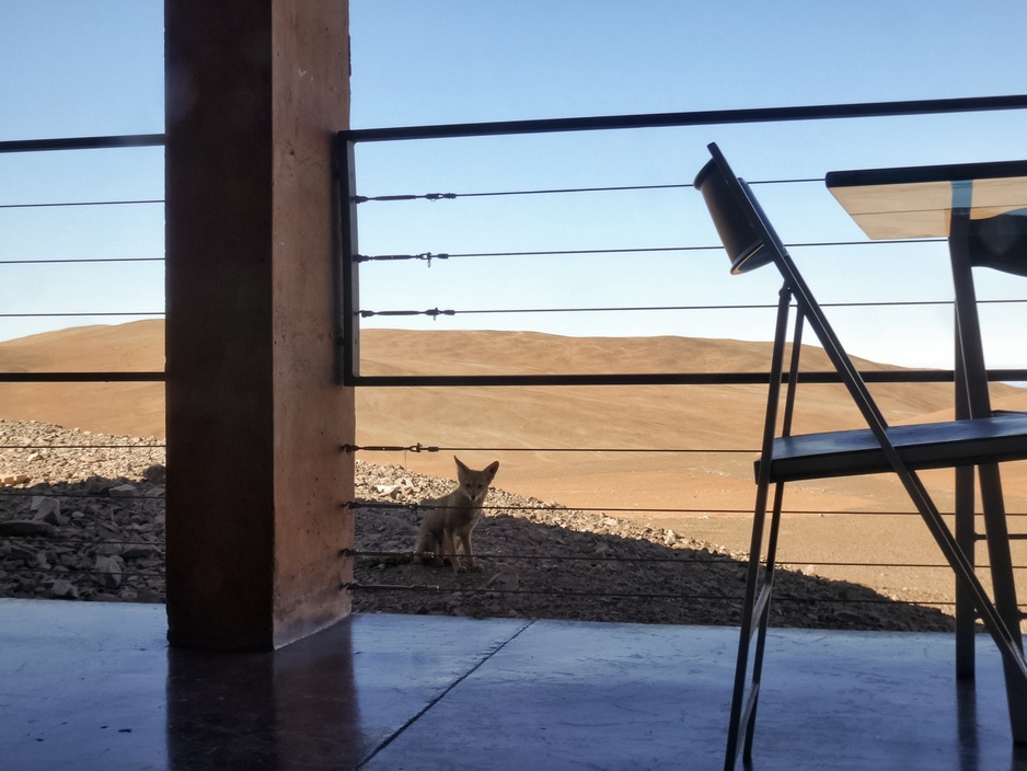 South American Gray Fox