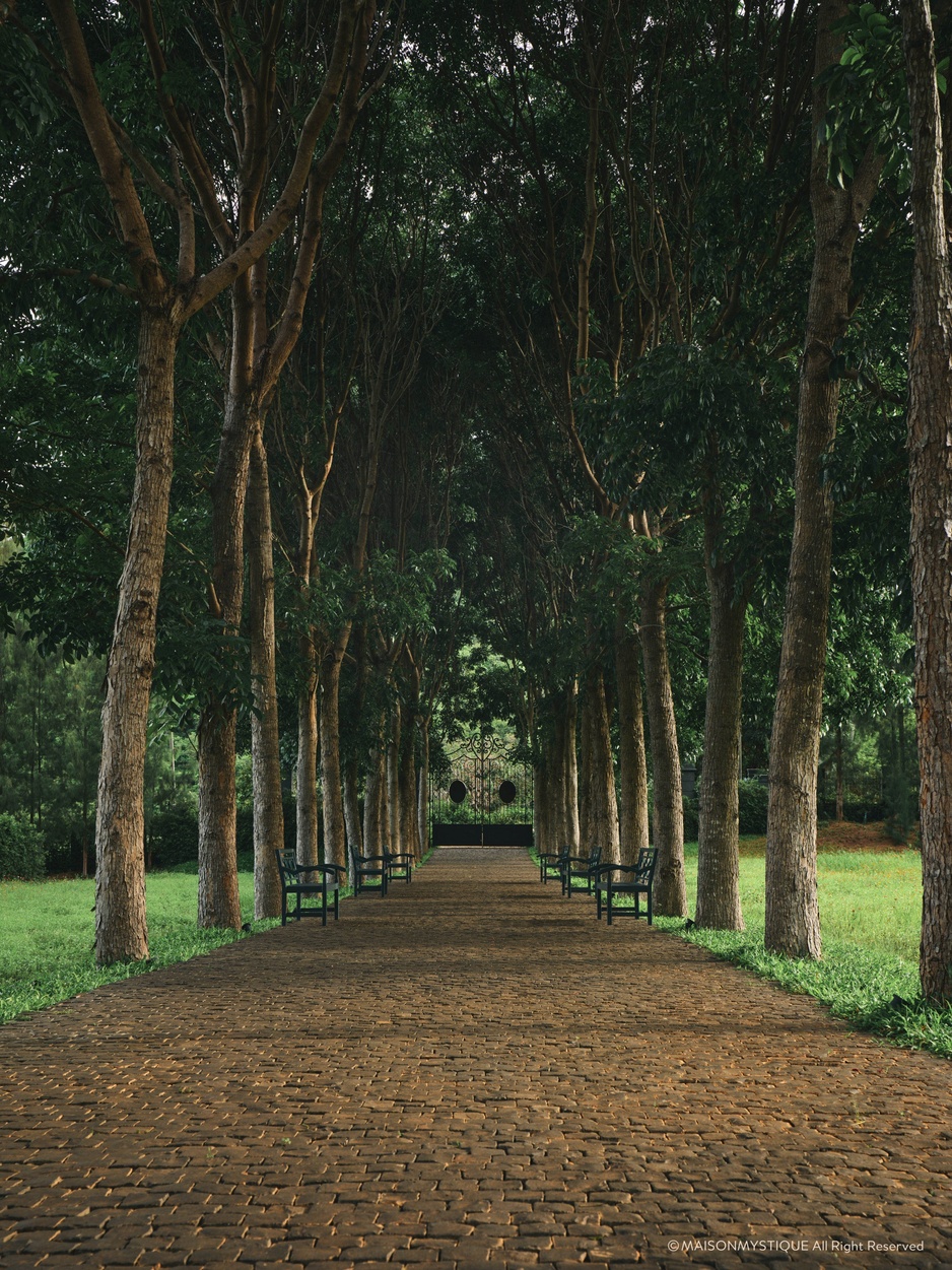 Maison Mystique's Tree-lined Road