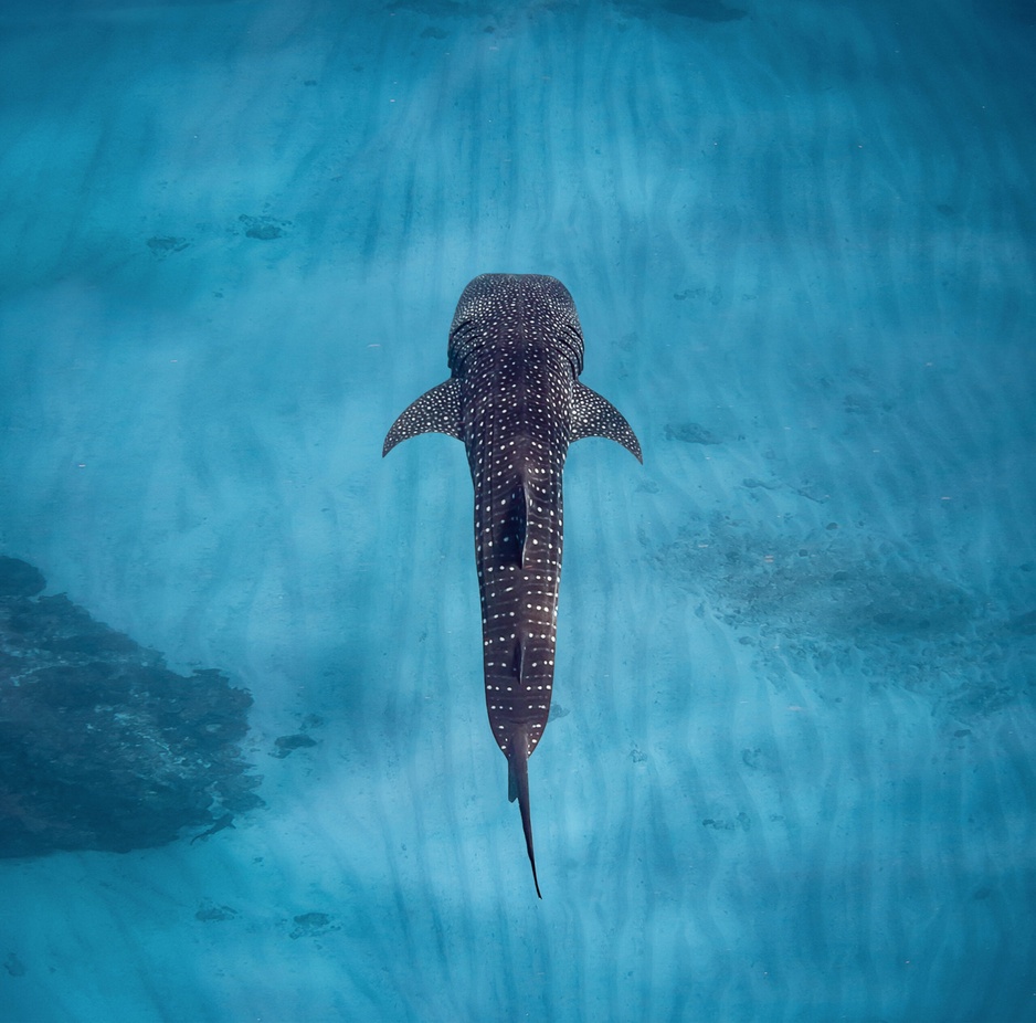 Ningaloo Reef Whale Shark