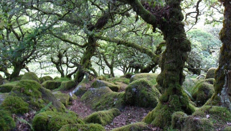 Cornwall nature