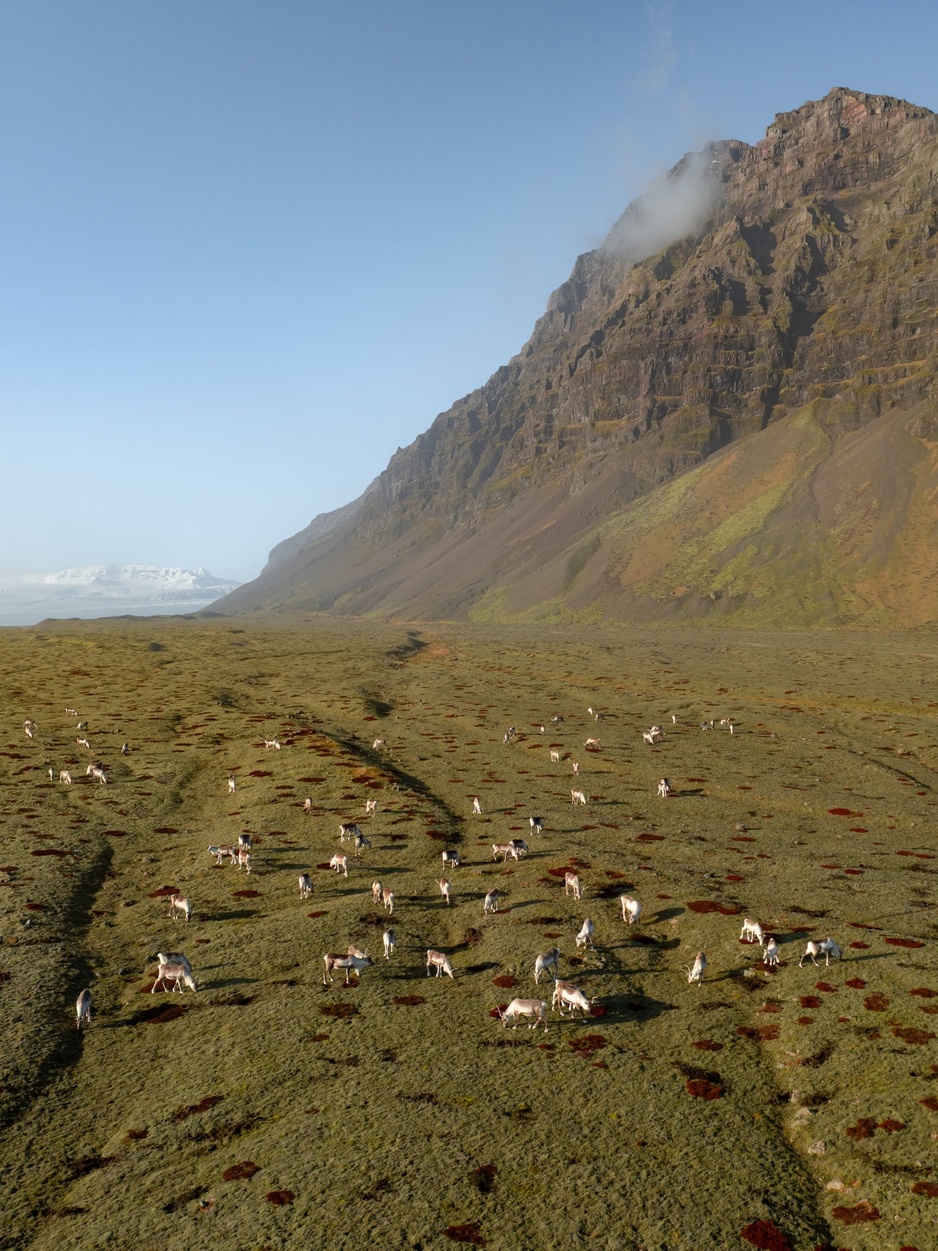 Herd of Reindeer in Jökulsárlón