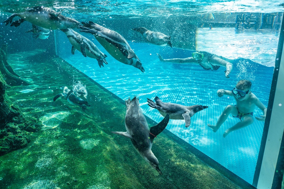 Spreewelten Hotel Penguins and People Under Water