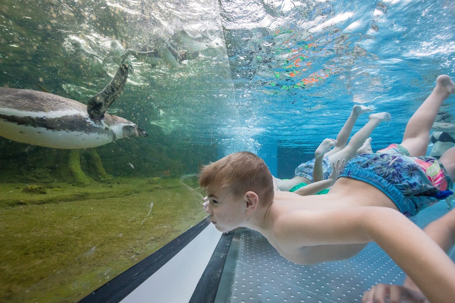 Spreewelten Hotel Kid and a Penguin Under the Water