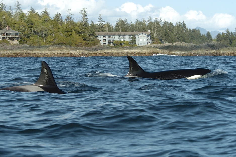 Chesterman Beach Orcas