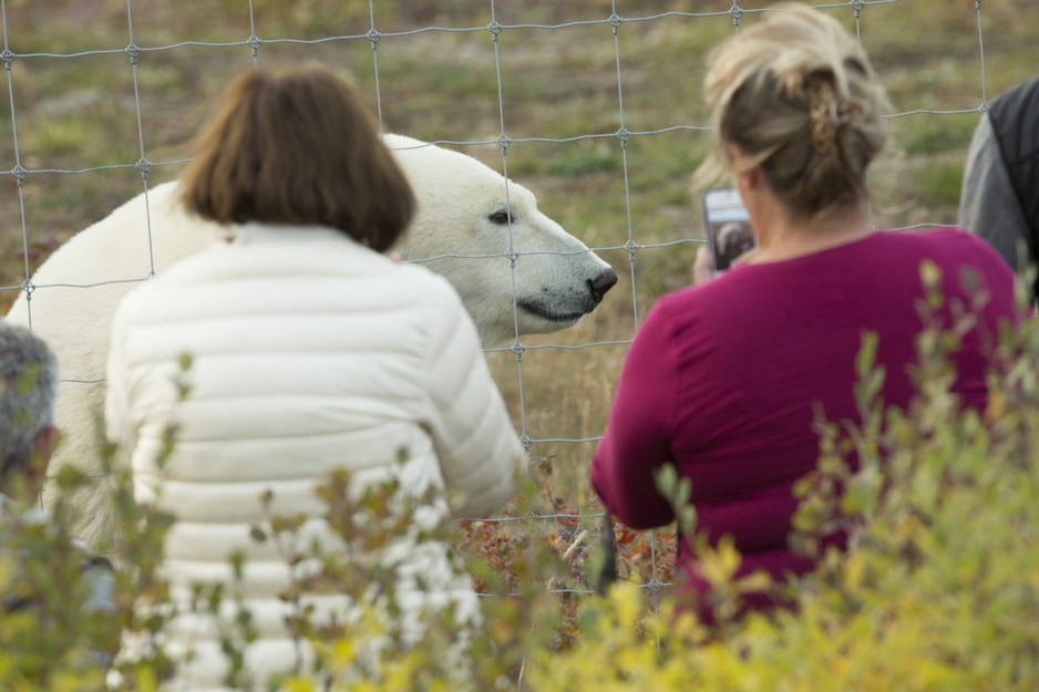 Manitoba Polar Bear Encounter
