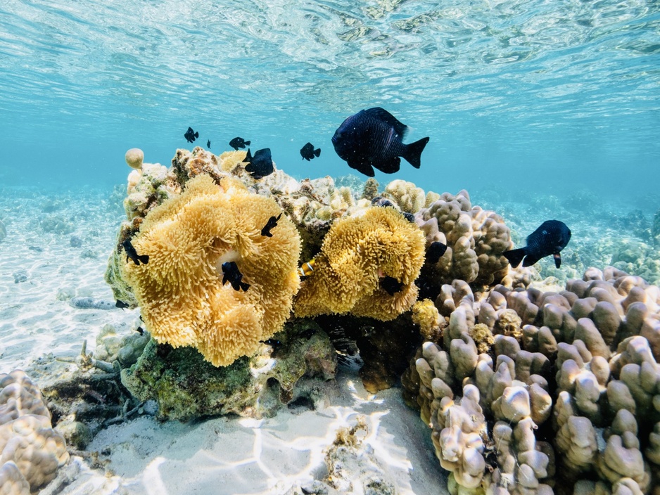 Eden Private Island Taha'a Snorkeling