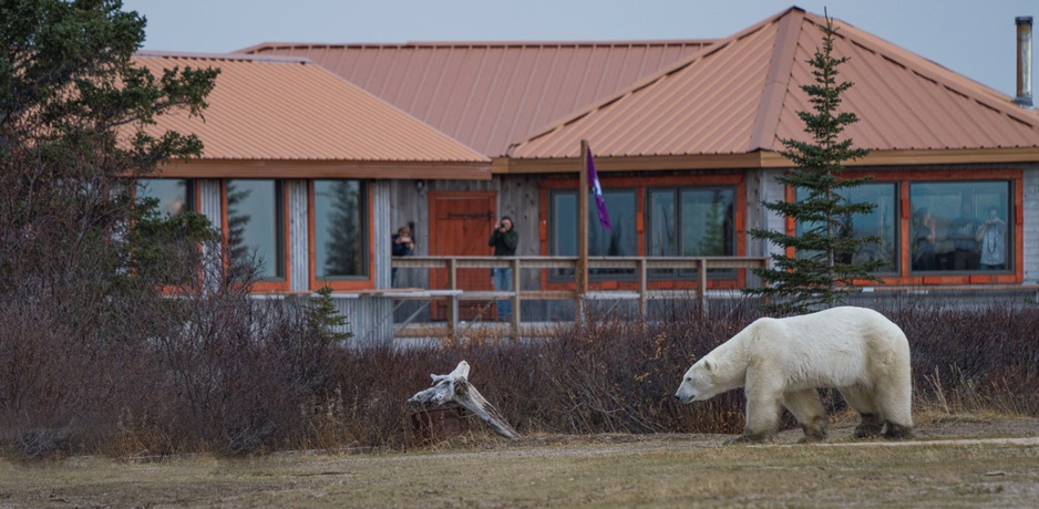 Polar Bear in front of the Nanuk Lodge