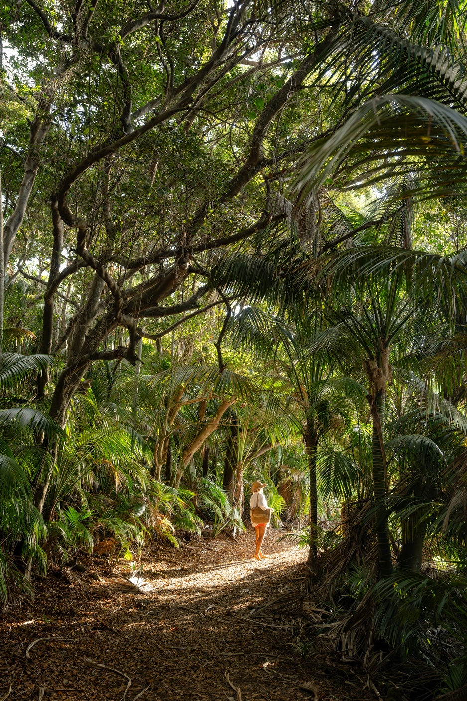Mount Gower Cloud Forest Walks