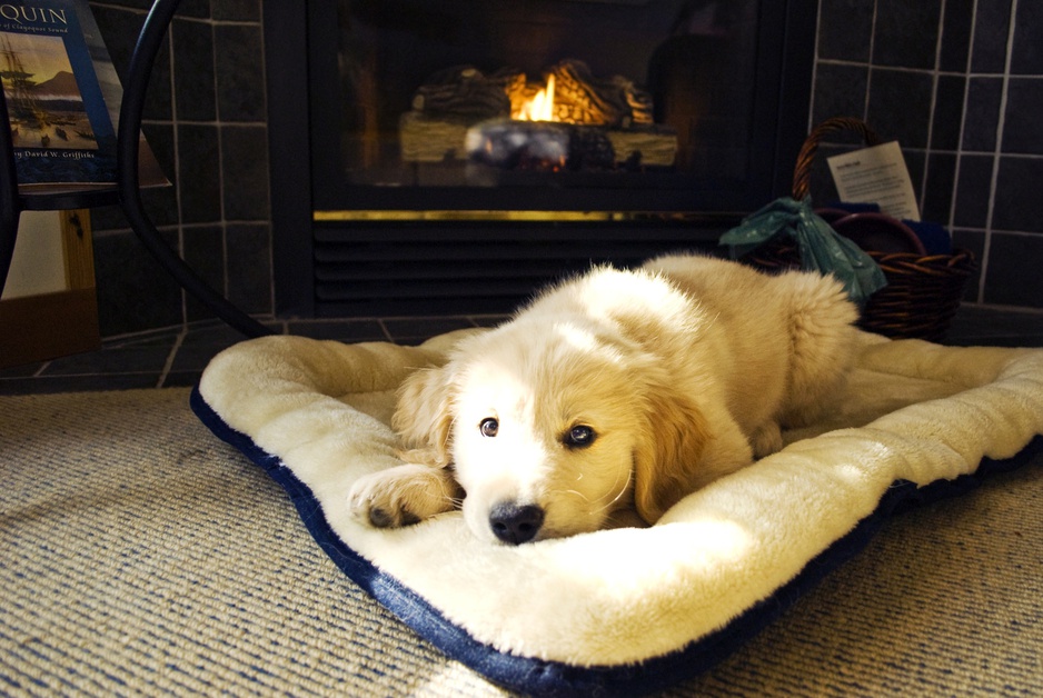 Wickaninnish Inn - Puppy in the Room