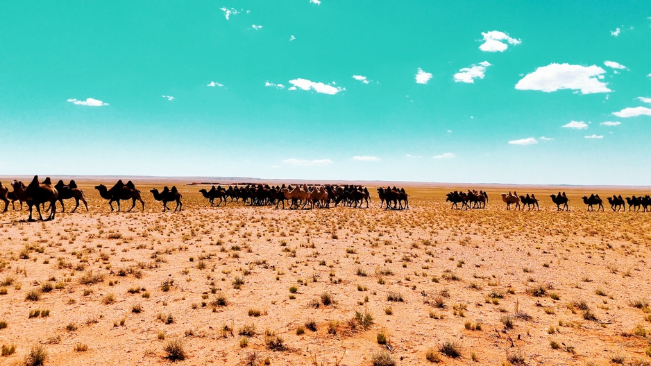 Gobi Caravanserai Camels