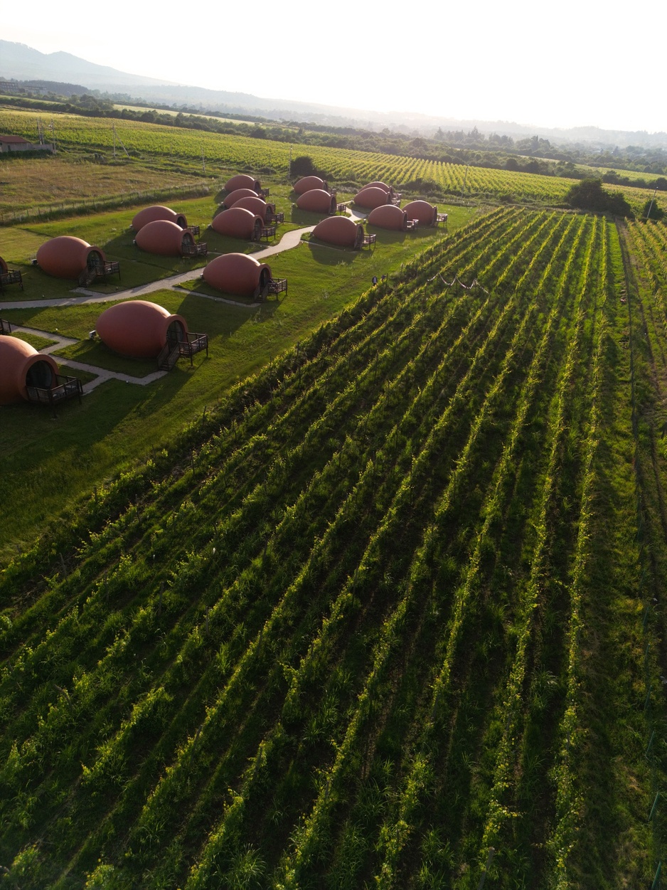 Telavi Georgia Vineyards