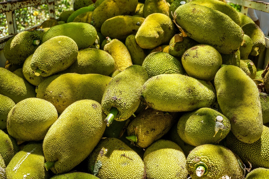 Jackfruits
