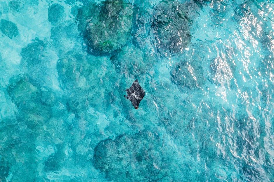 Manta Ray at Diamond Beach