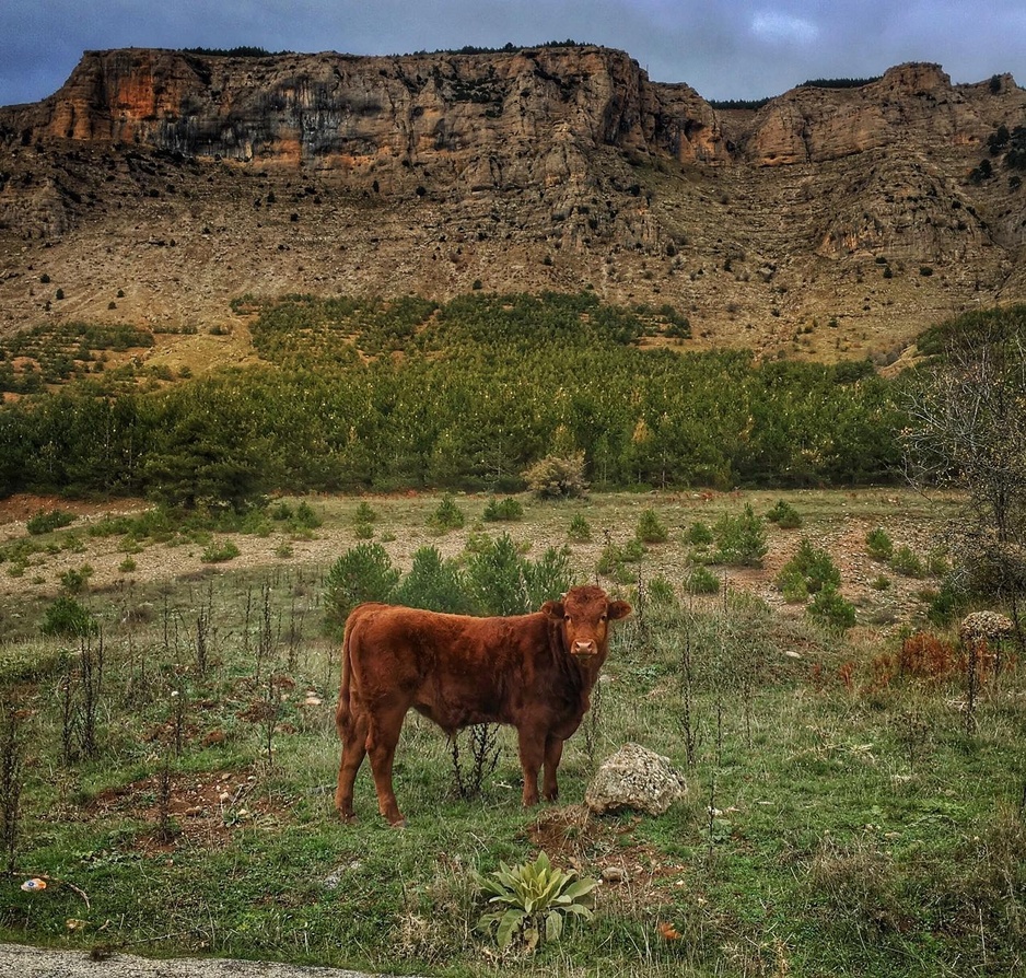 Cow in Synikia Mesi Trikalon