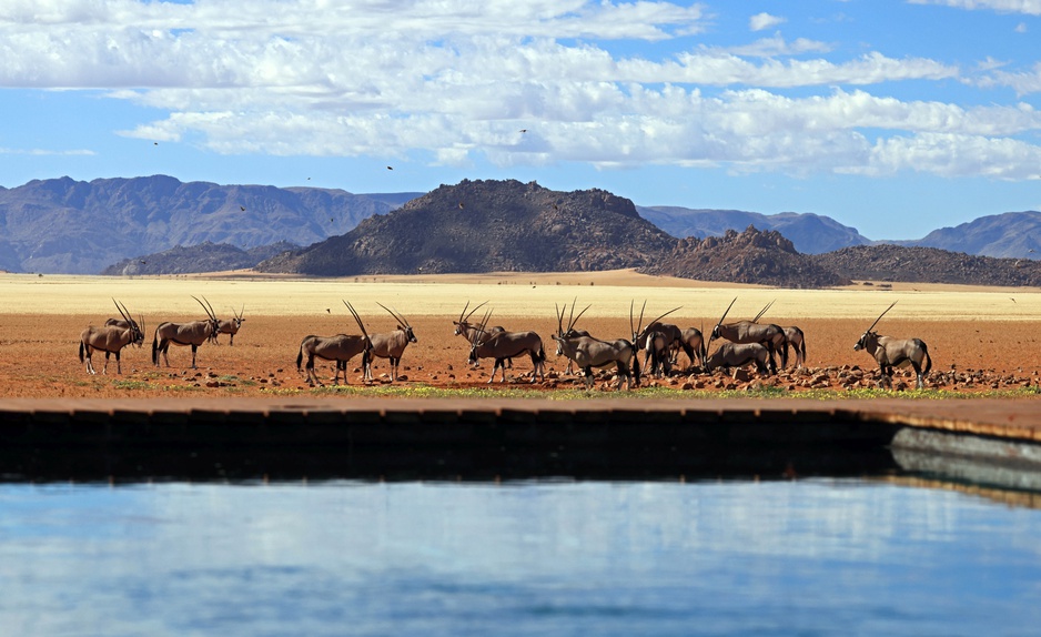 Kwessi Dunes Swimming Pool with Antelopes in Sight