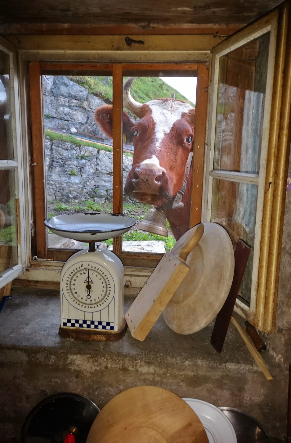 Berghotel Obersteinberg - Cow in the Window