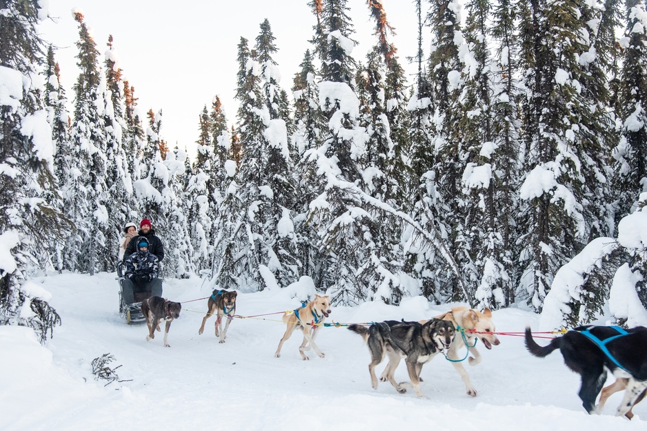 Borealis Basecamp Dog Sledding