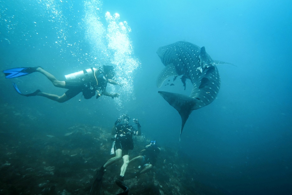 Lampi Marine National Park Diving With Sharks