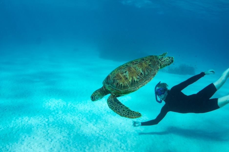 Ningaloo Reef Sea Turtle