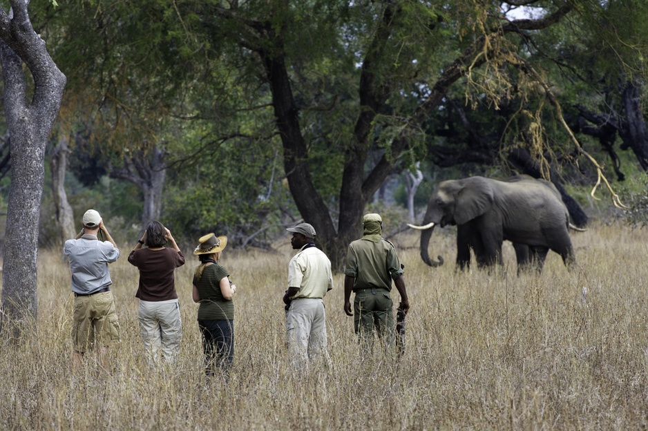 Mfuwe Safari