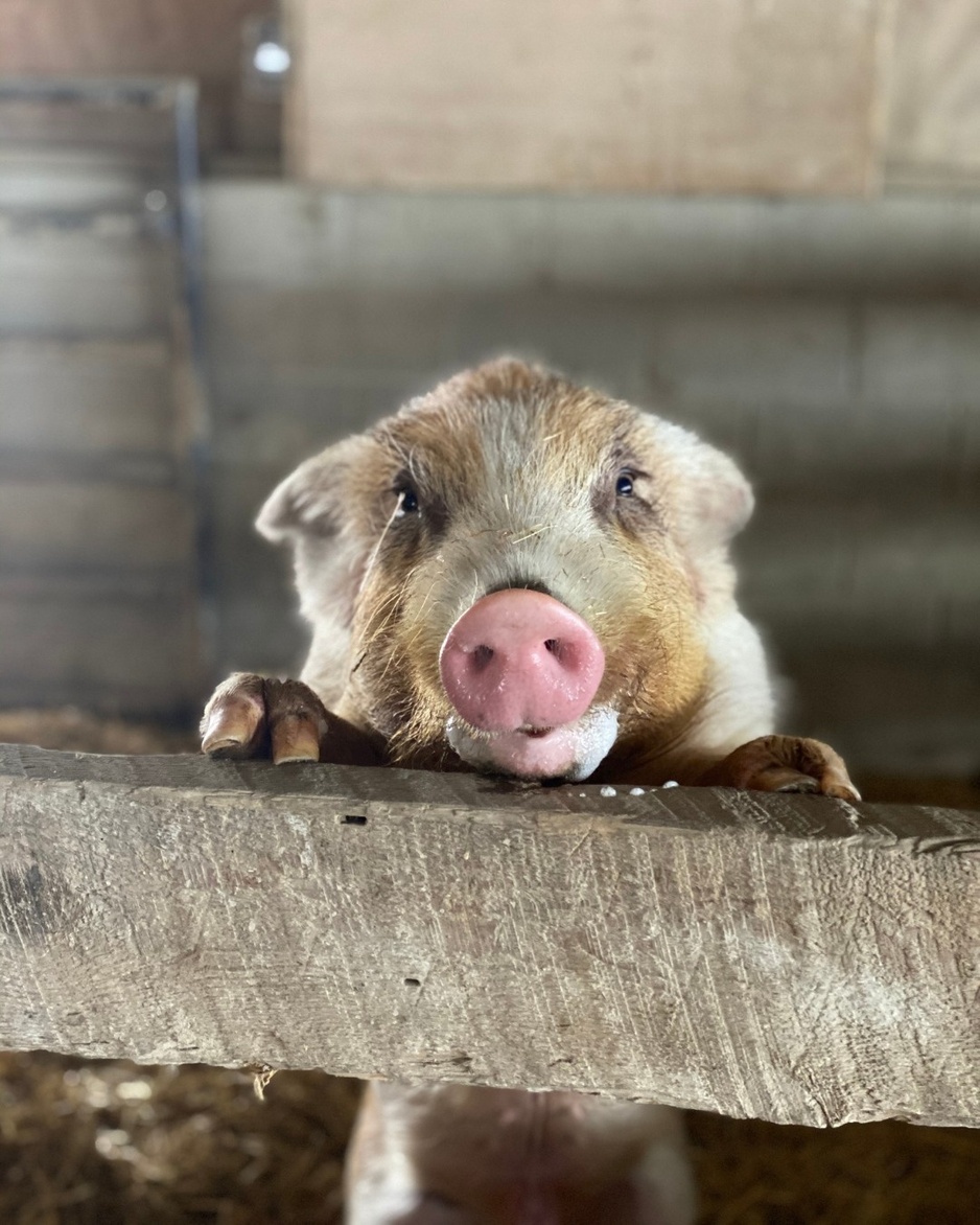 Farm Sanctuary