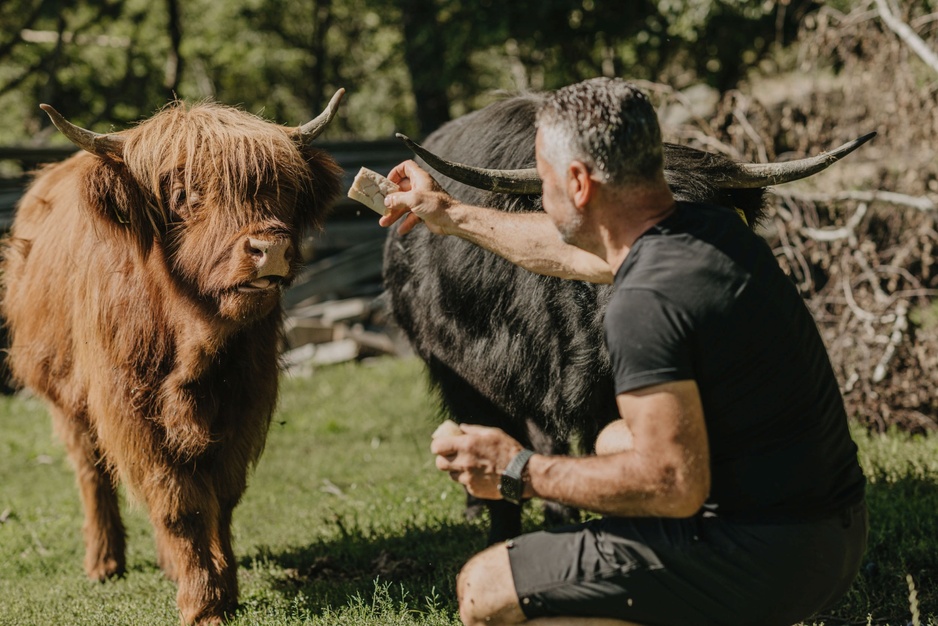Chalet Resort Zu Kirchwies Scottish Highland Cattle