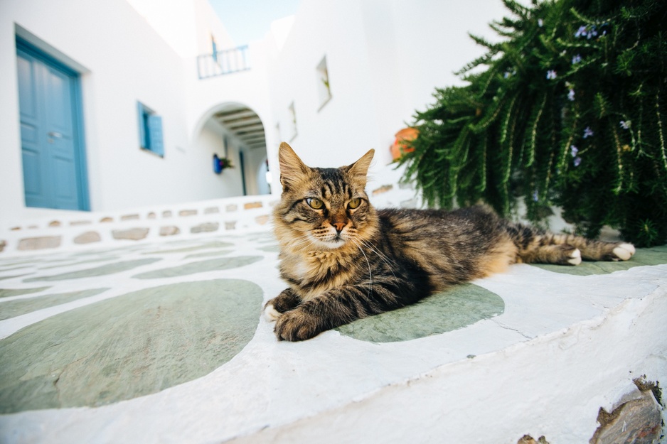 Anemomilos Boutique Hotel's Cat
