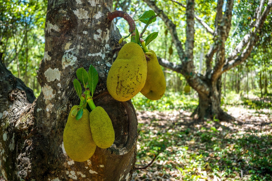 Jackfruit Tree