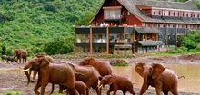 The Ark Kenya - Wildlife Spotting From Your Balcony In The Aberdare National Park